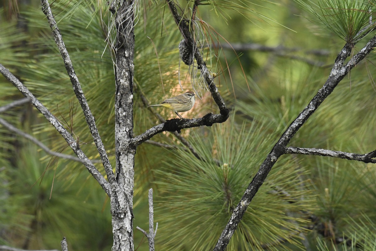 Palm Warbler - ML506094531