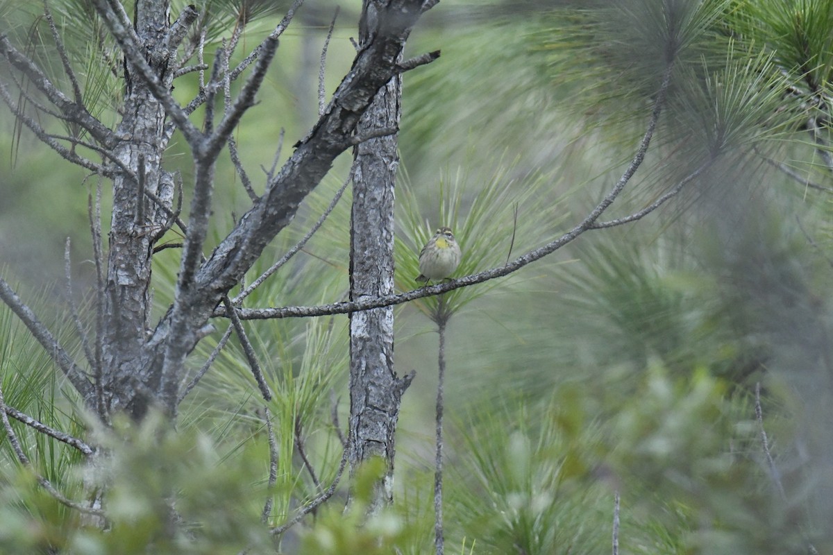 Palm Warbler - ML506094541