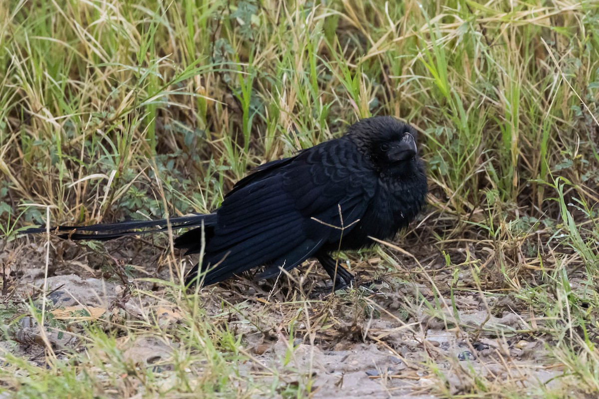Smooth-billed Ani - ML506095131