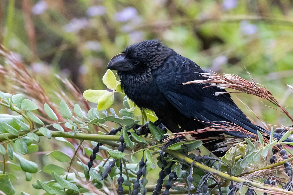 Smooth-billed Ani - ML506095141