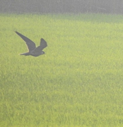 Falco pellegrino - ML506095801