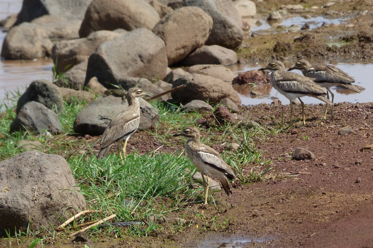 Water Thick-knee - ML50609601