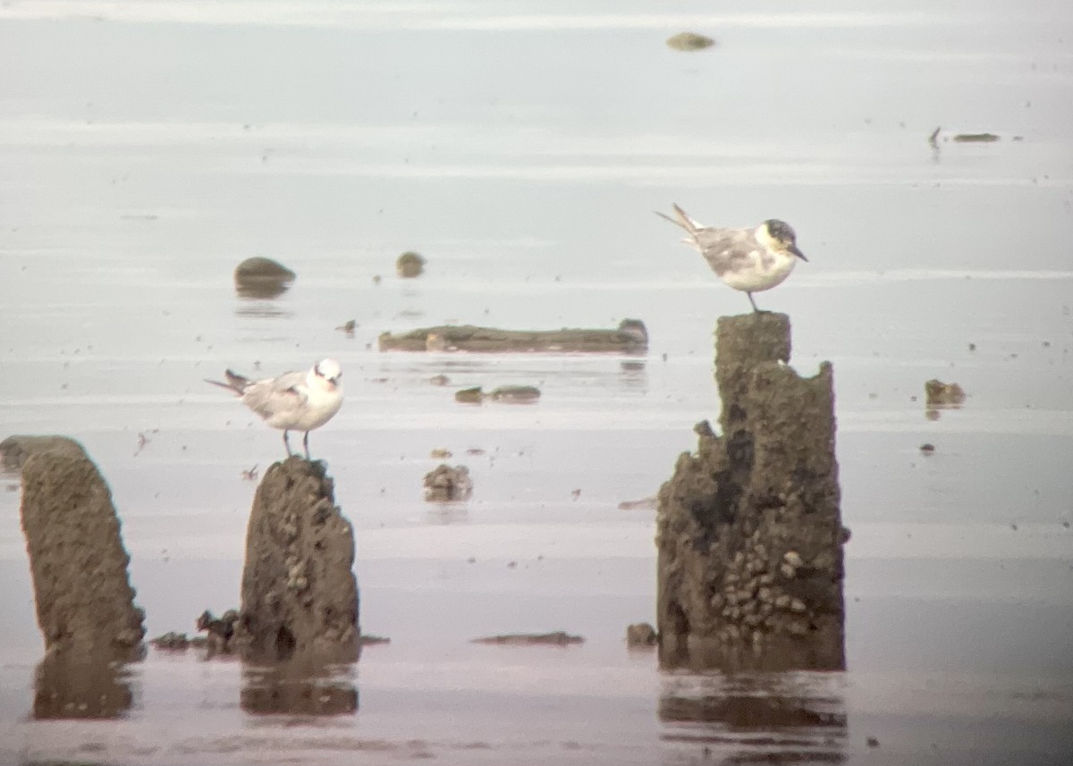 Little Tern - ML506096061