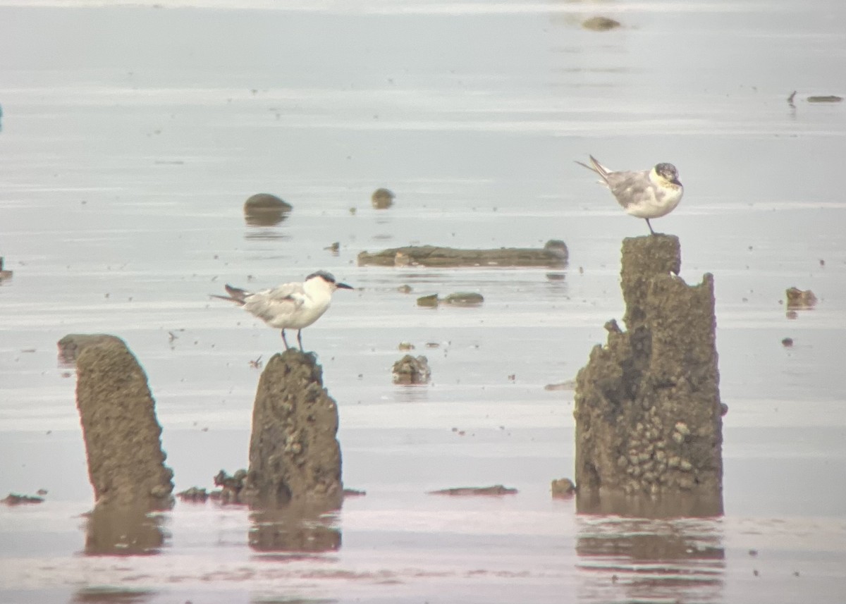 Little Tern - ML506096071