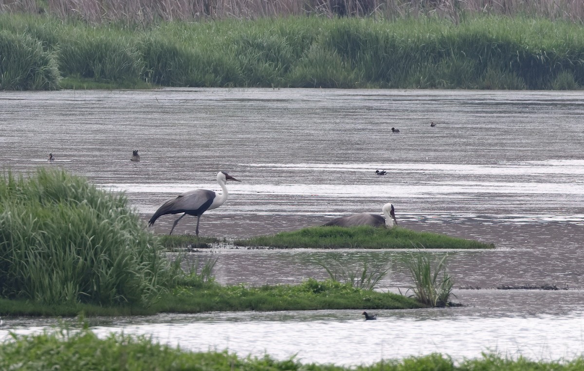 Wattled Crane - ML506096081