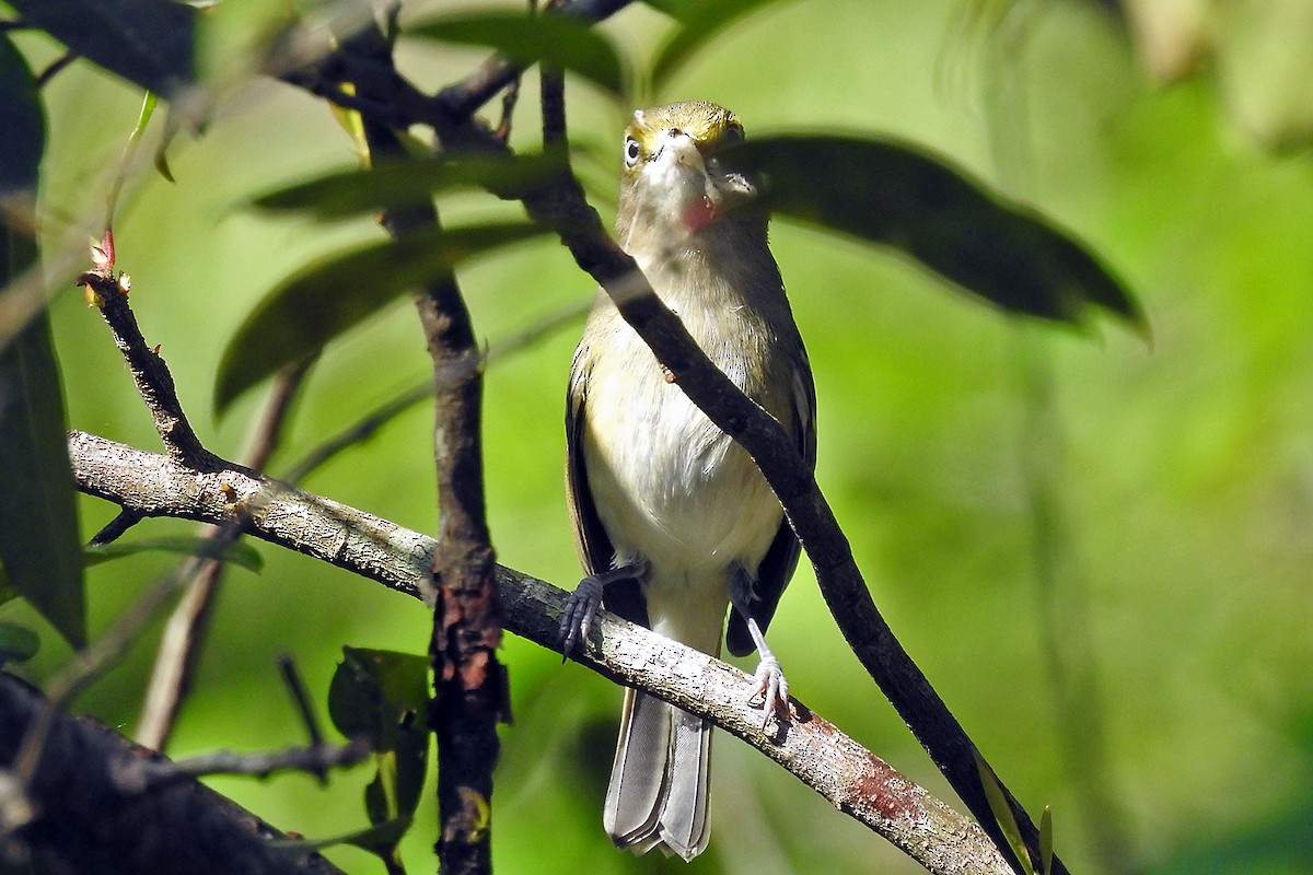 White-eyed Vireo - Steve Raduns