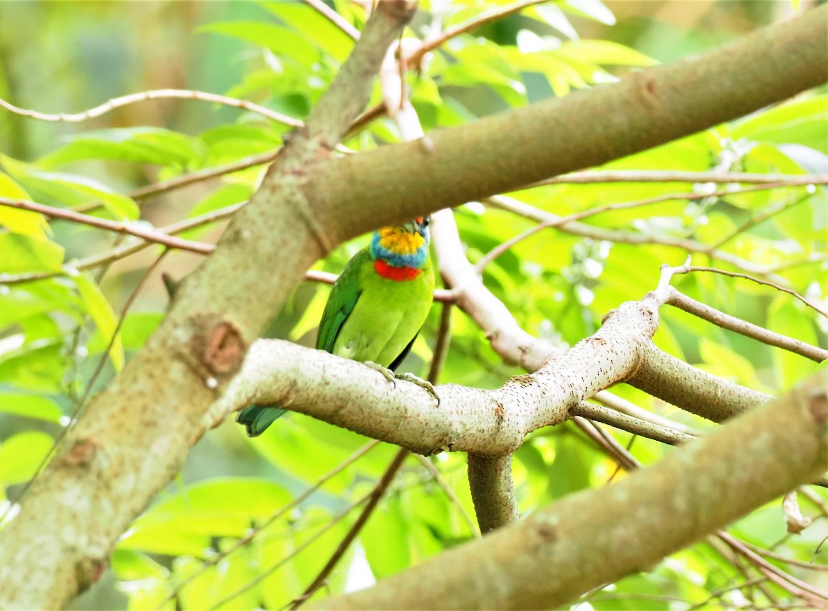 barbet tchajwanský - ML506100591