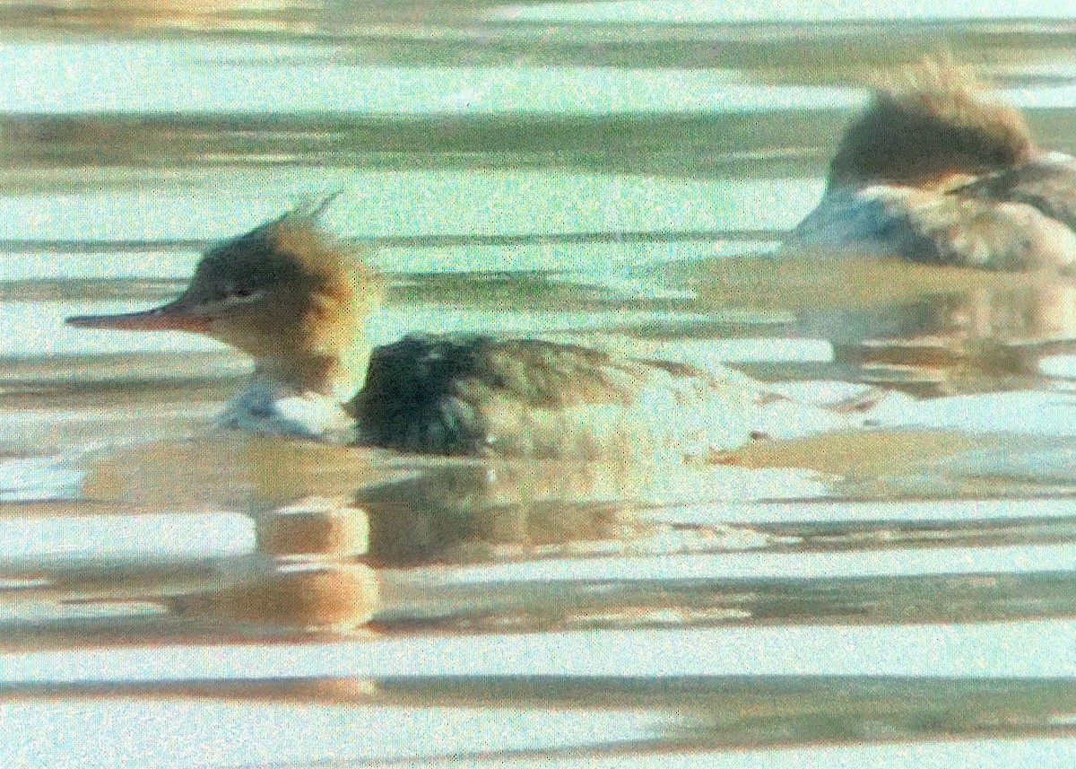 Red-breasted Merganser - ML506100811