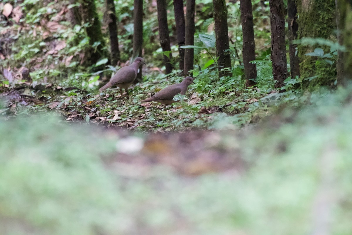 White-tipped Dove - ML506100911