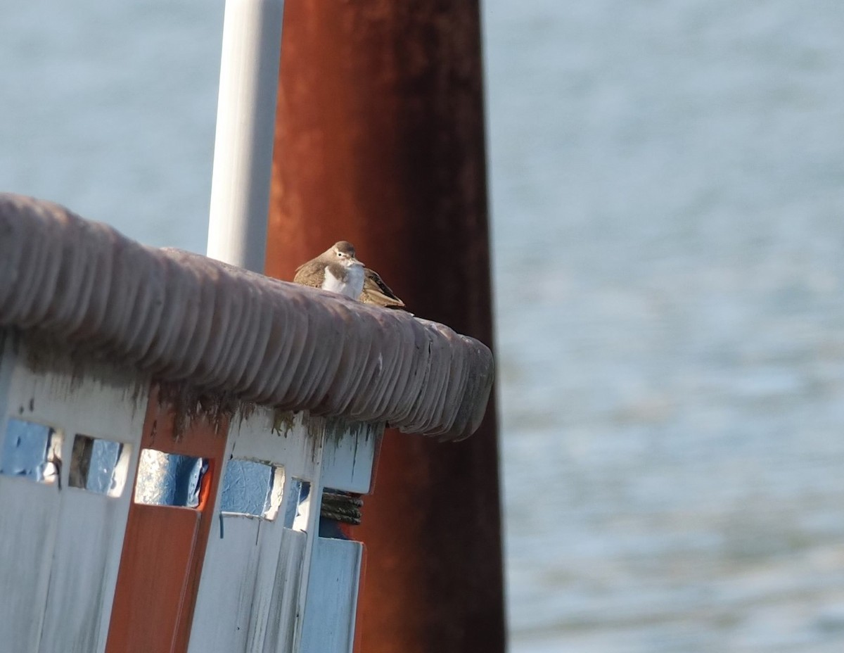 Common Sandpiper - ML506101211