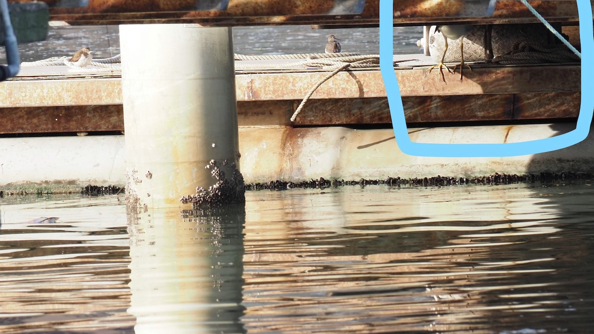 Common Sandpiper - ML506101221