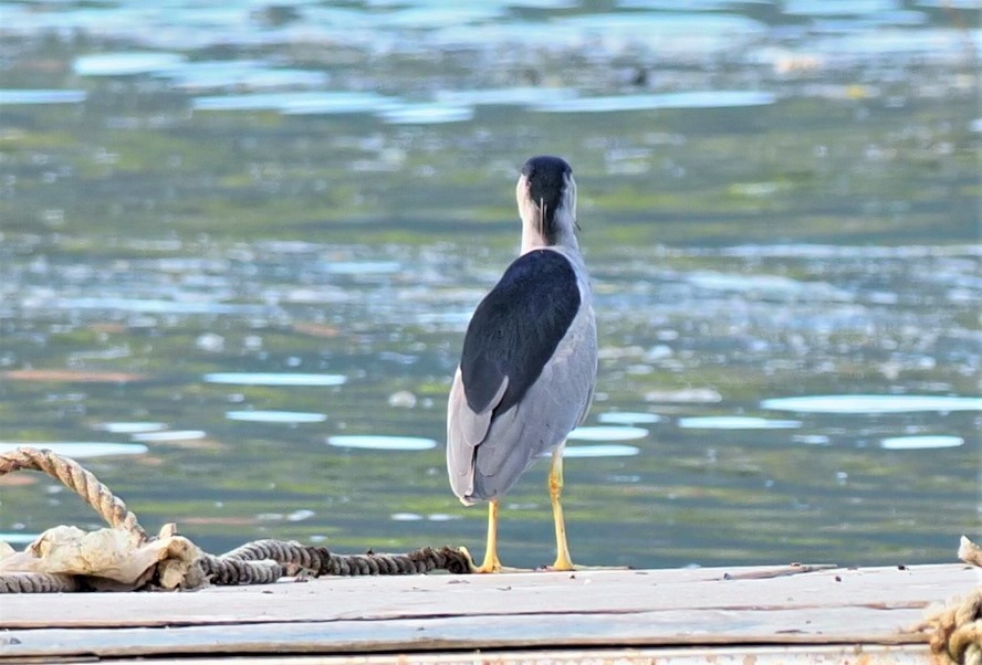 Black-crowned Night Heron - ML506101451