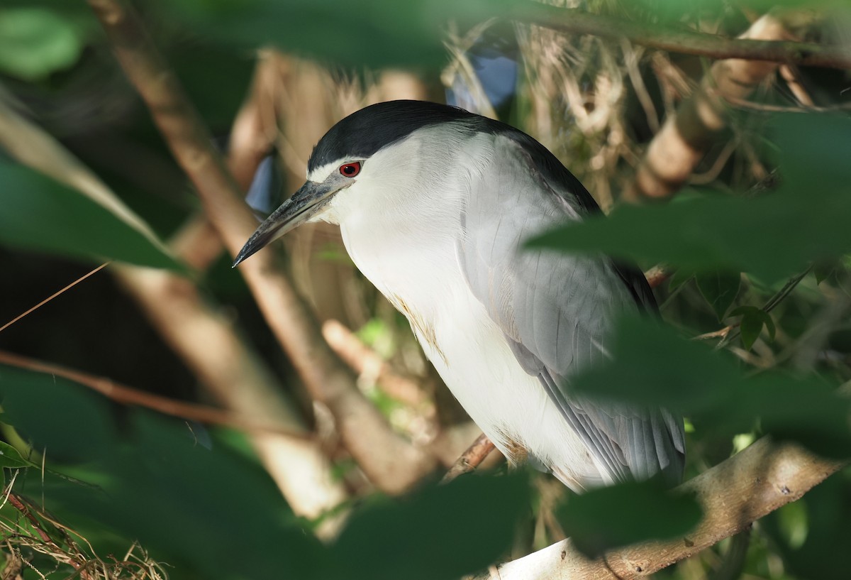 Black-crowned Night Heron - ML506101461