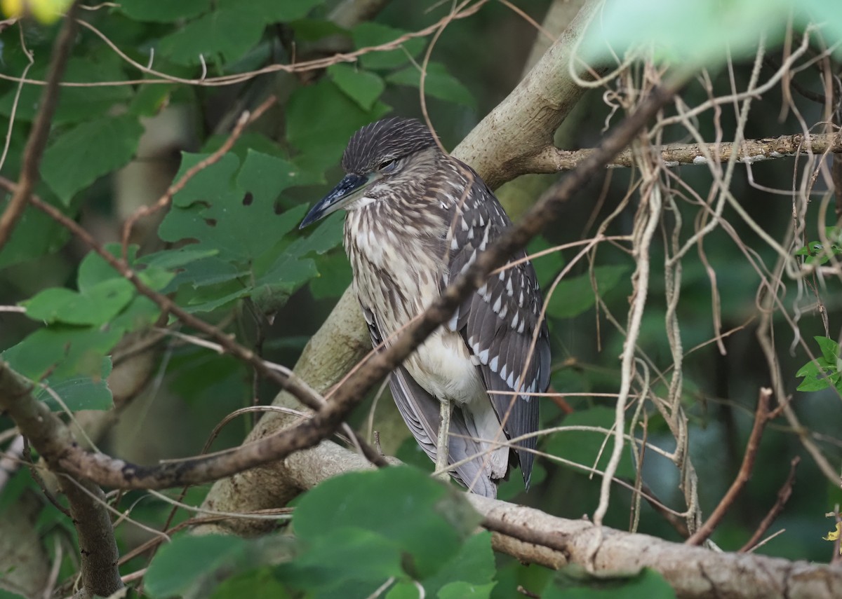 Black-crowned Night Heron - ML506101471