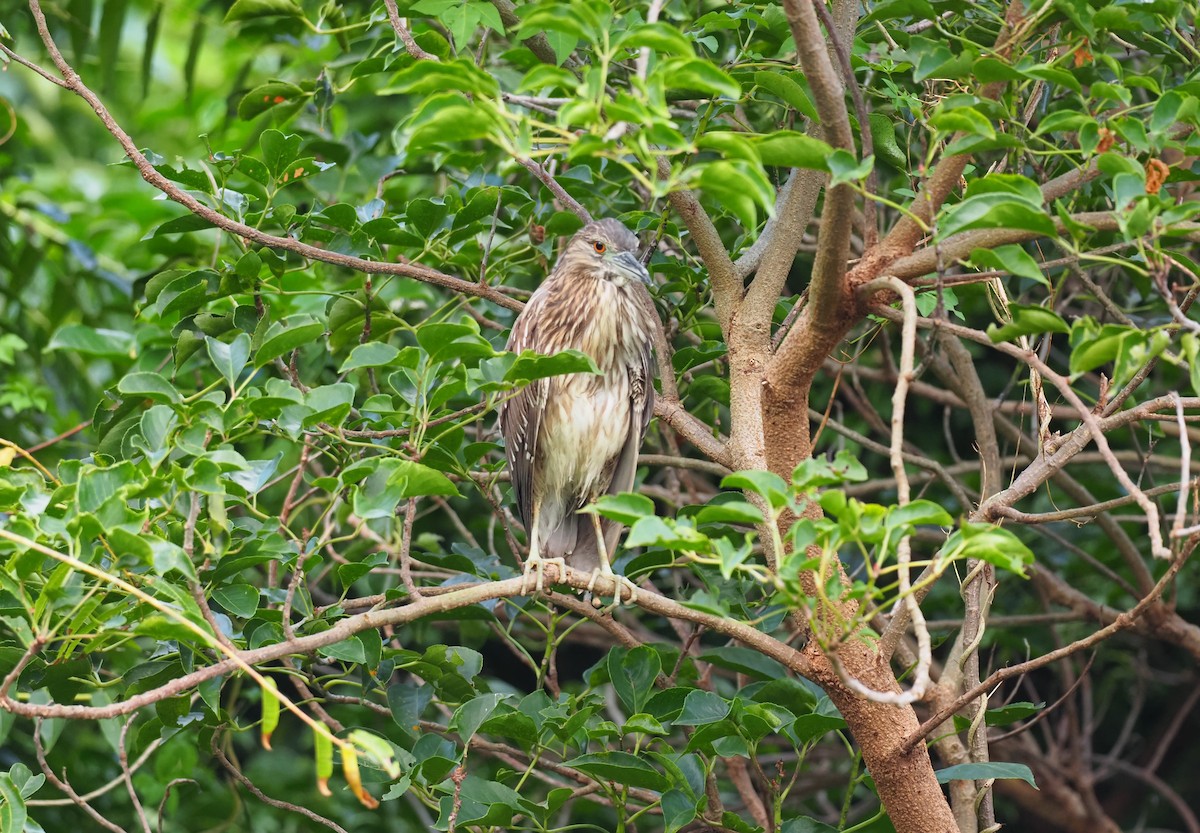 Black-crowned Night Heron - ML506101491