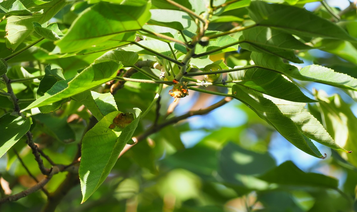 Swinhoe's White-eye - ML506102261