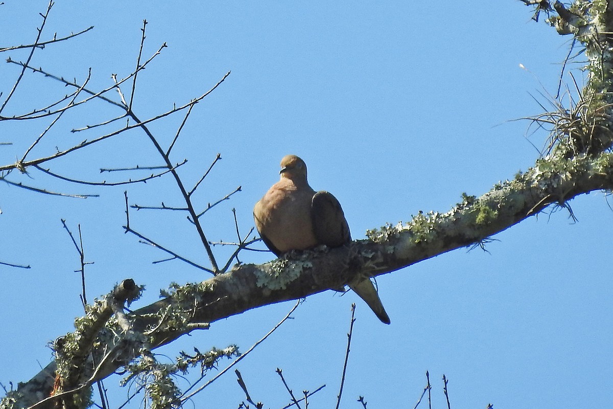 Mourning Dove - ML50610291