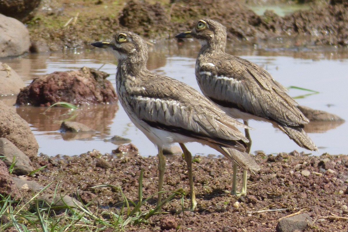 Water Thick-knee - ML50610351