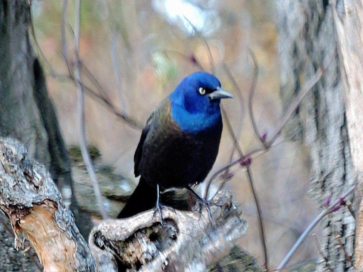 Common Grackle - ML506104001