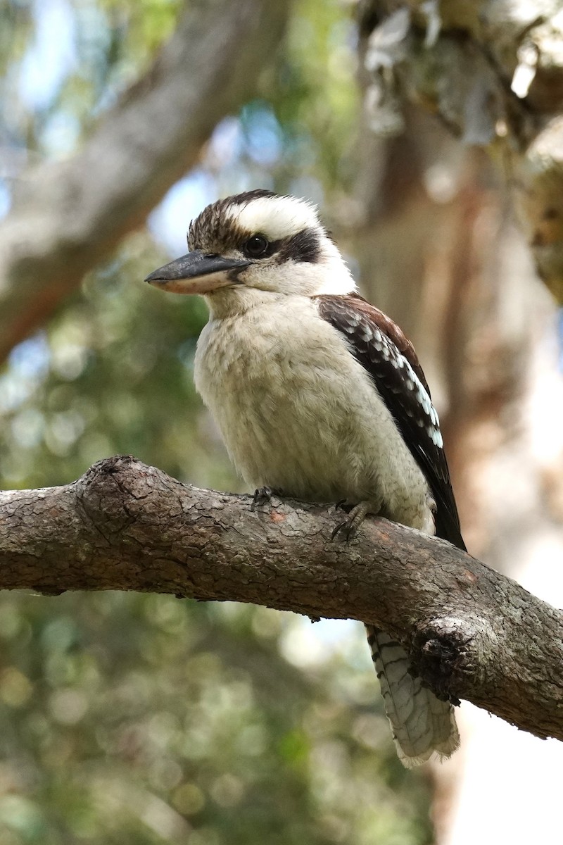 Laughing Kookaburra - ML506105081