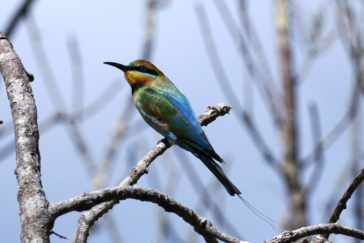 Rainbow Bee-eater - Ellany Whelan