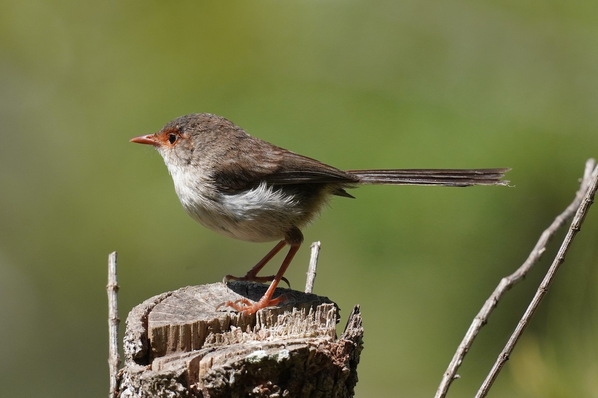 Superb Fairywren - Ellany Whelan