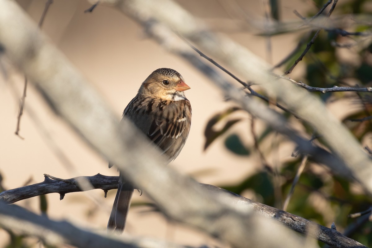 Harris's Sparrow - ML506105701