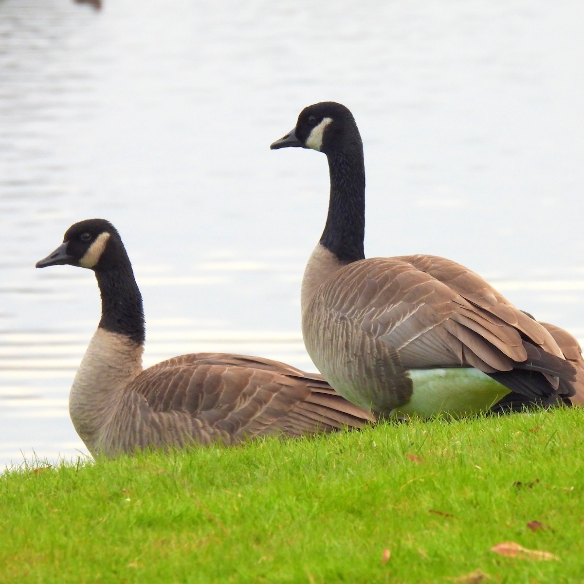 Canada Goose - Susan Kirkbride