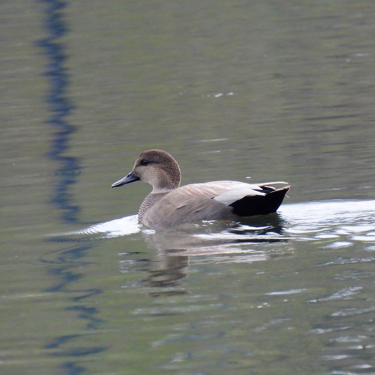 Gadwall - ML506107351