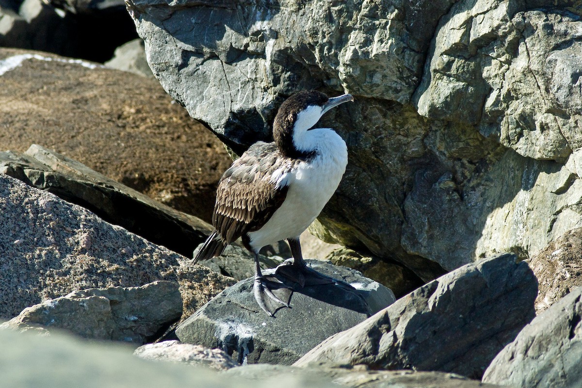 Black-faced Cormorant - ML506107901