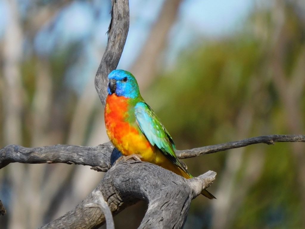 Scarlet-chested Parrot - ML506109221