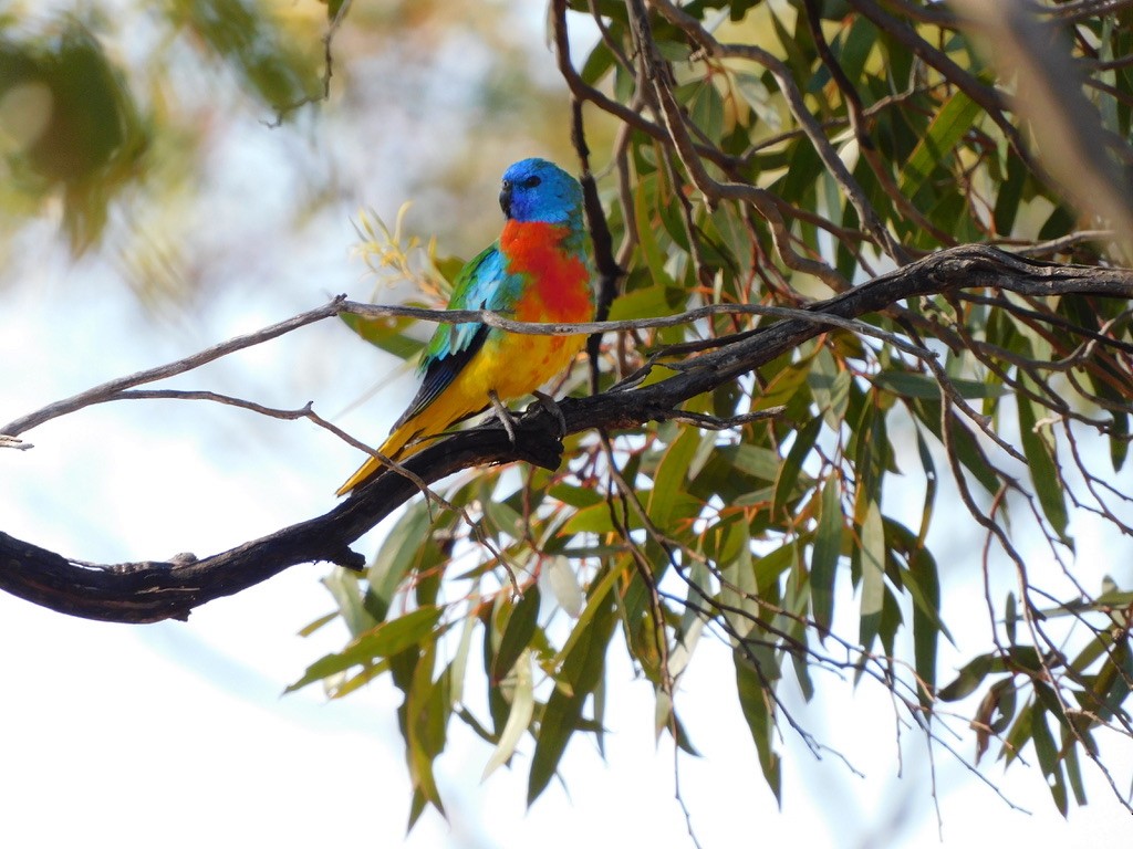 Scarlet-chested Parrot - ML506109261