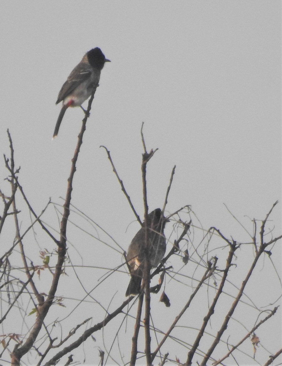 Bulbul à ventre rouge - ML506109831