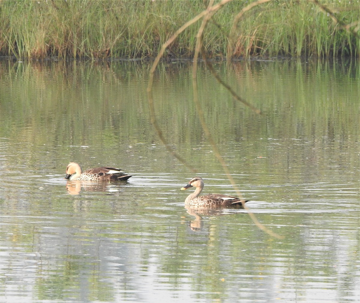 Indian Spot-billed Duck - ML506109871