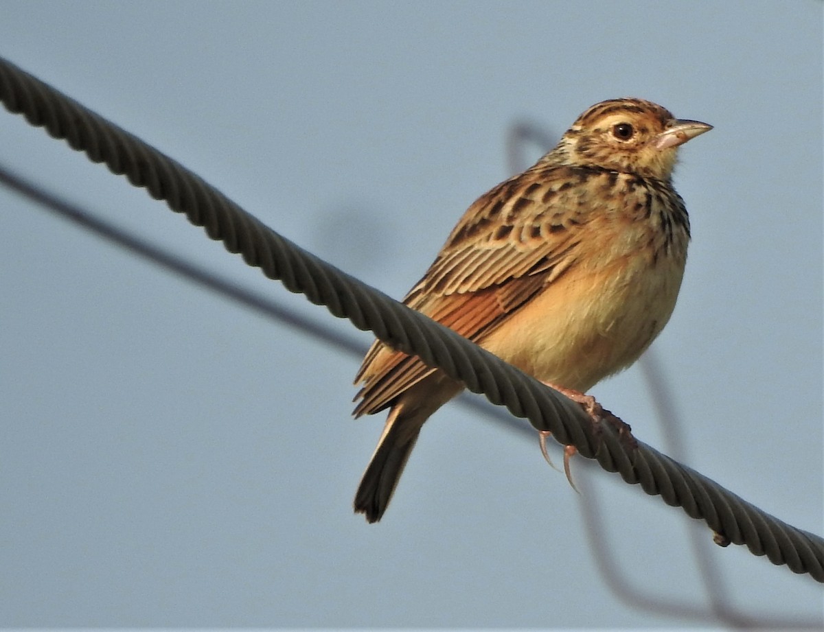 Jerdon's Bushlark - ML506110041