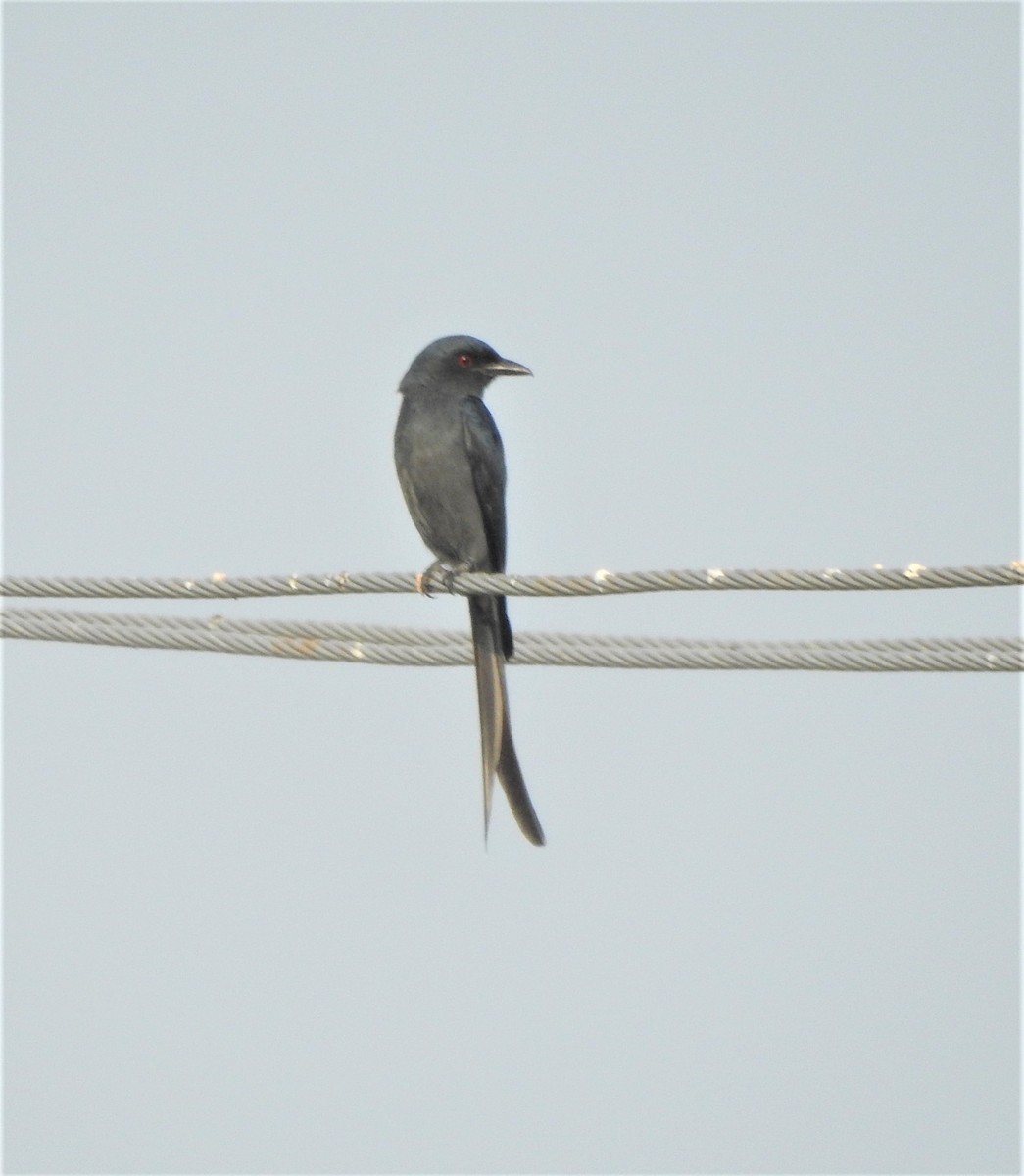 Drongo cendré - ML506110101