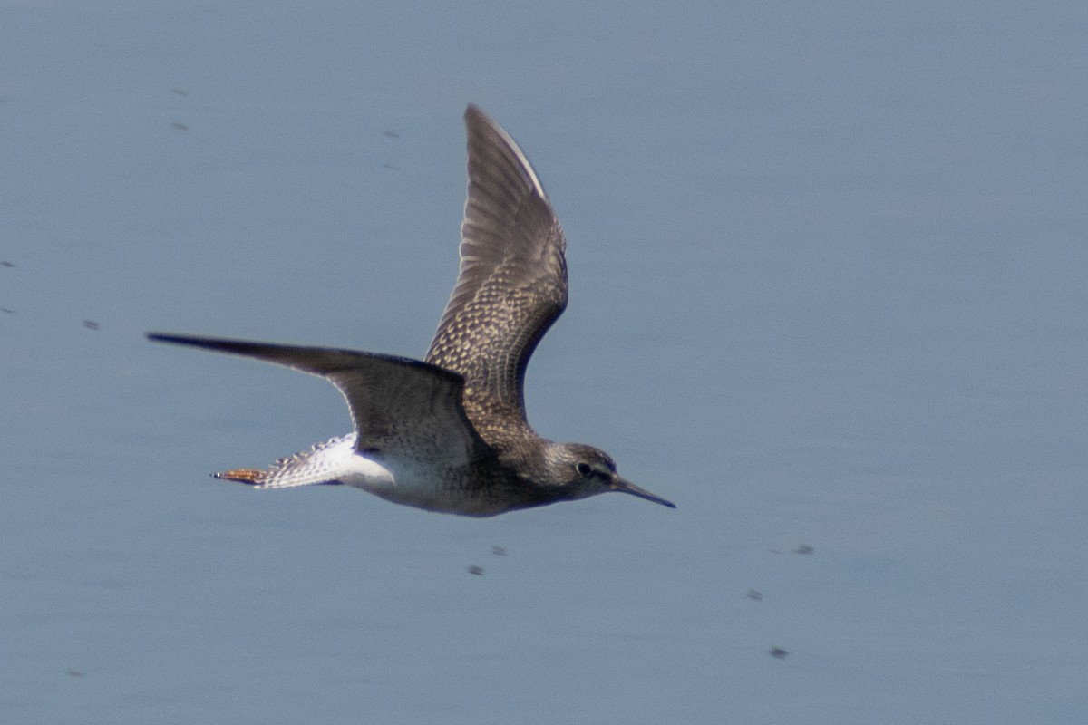 gulbeinsnipe - ML506110741