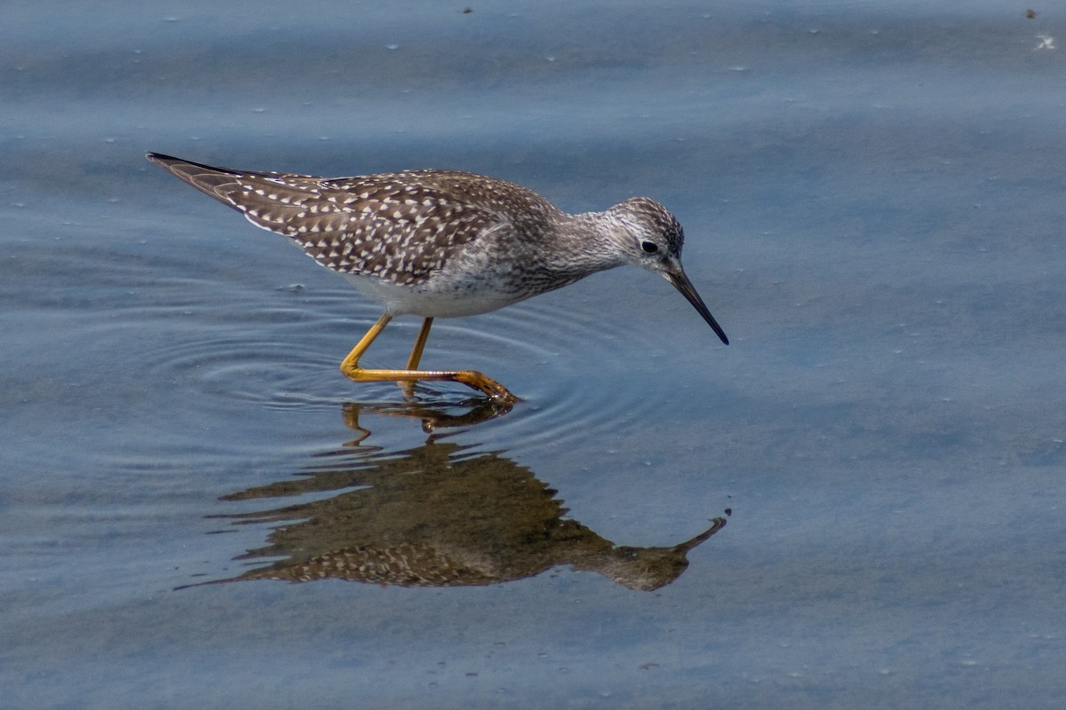 gulbeinsnipe - ML506111251