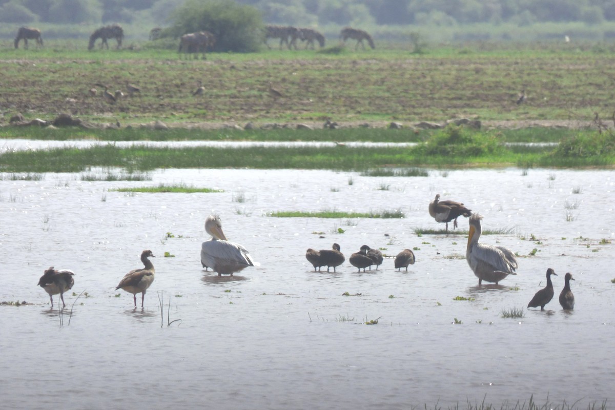 Pink-backed Pelican - ML50611141