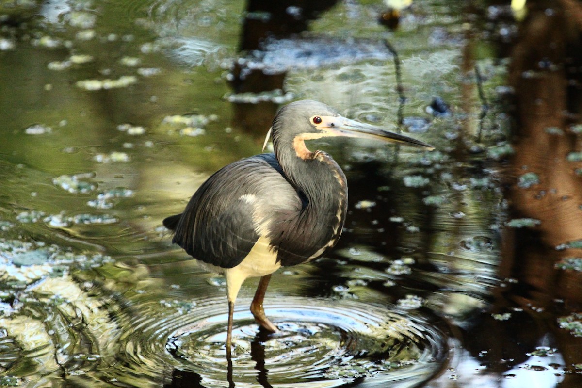 Tricolored Heron - Jeff Dale