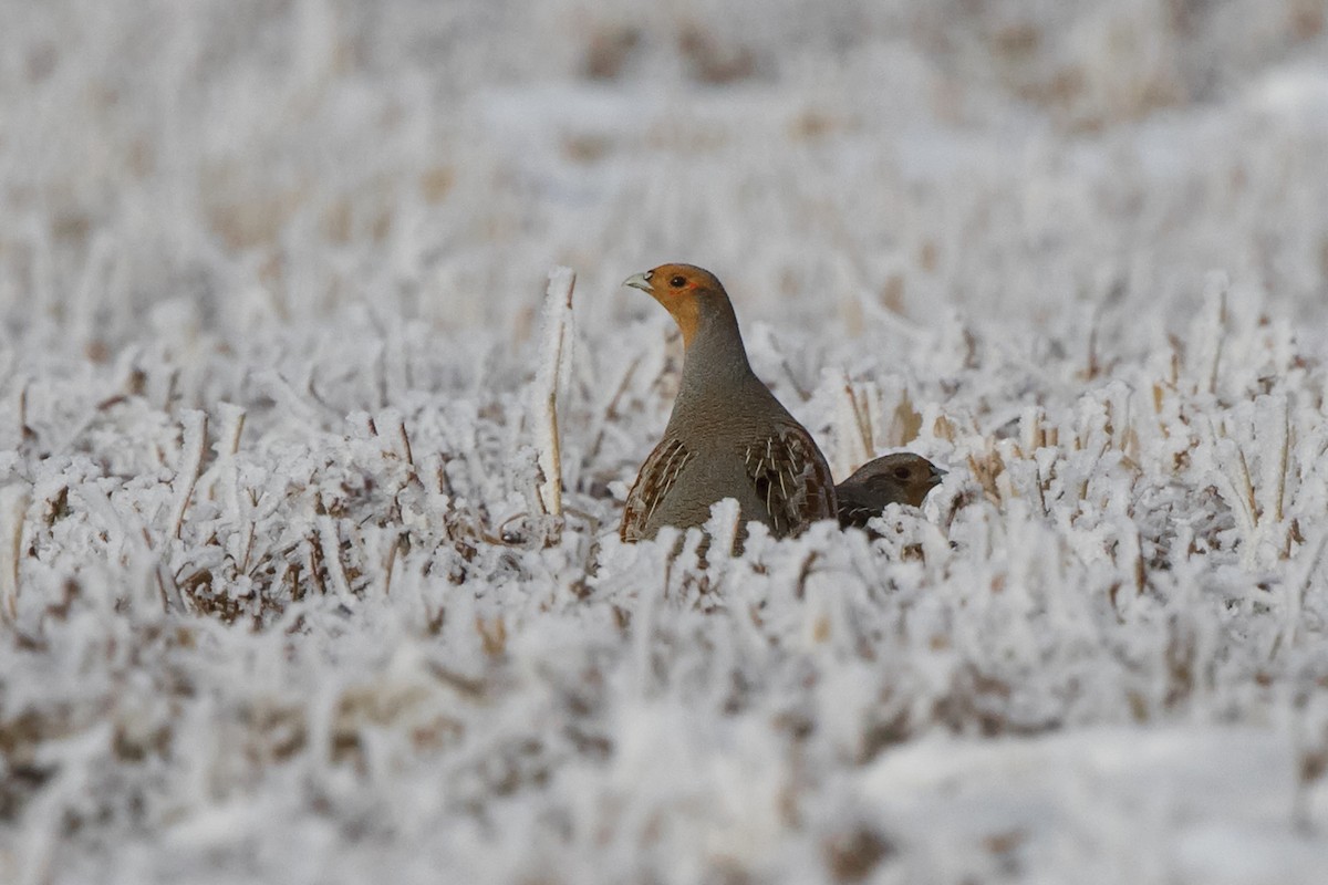 Gray Partridge - Loni Ye