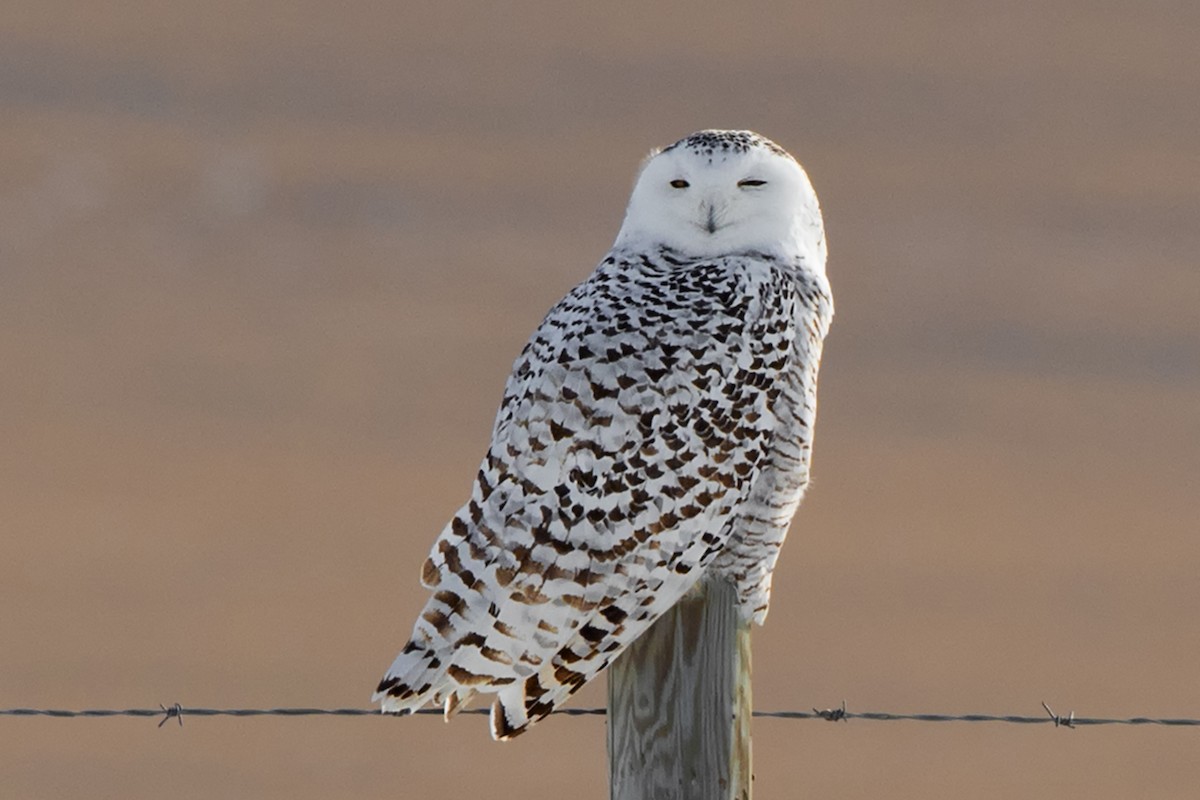 Snowy Owl - ML506113341