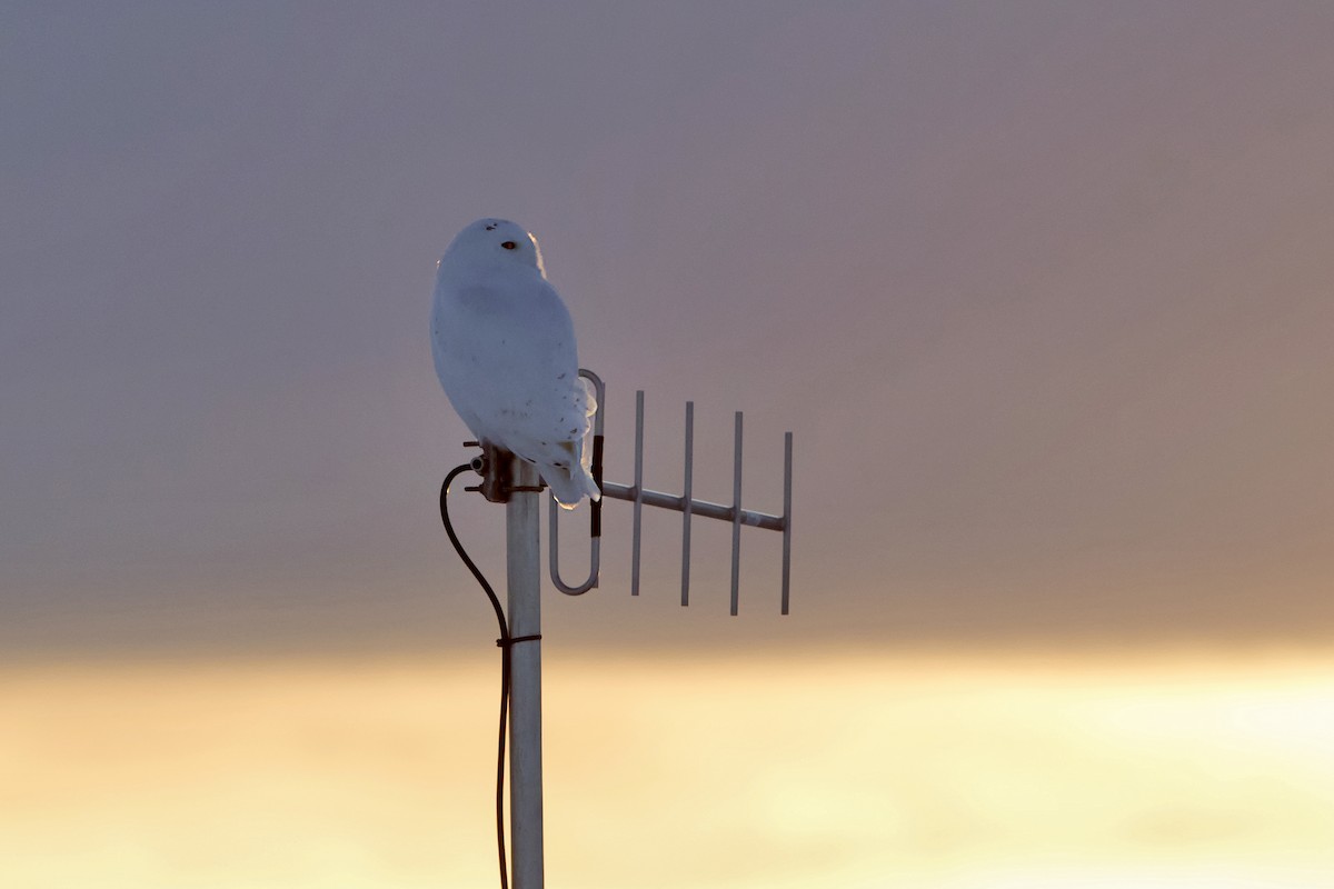 Snowy Owl - ML506113371