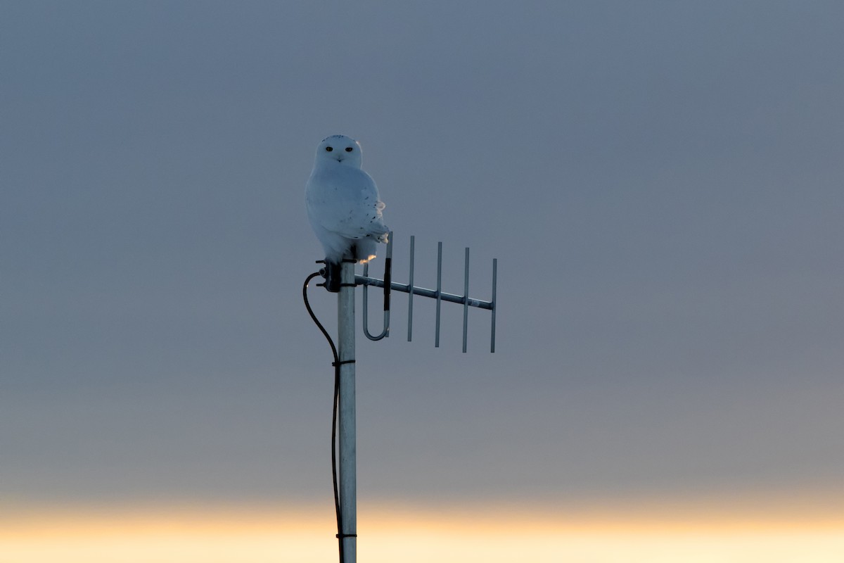 Snowy Owl - ML506113391