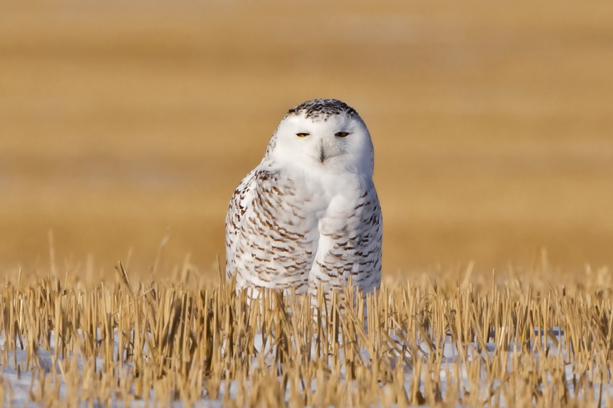 Snowy Owl - ML506113421