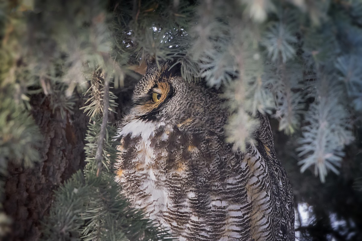 Great Horned Owl - ML506113971