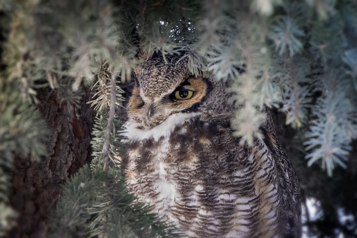 Great Horned Owl - ML506113981