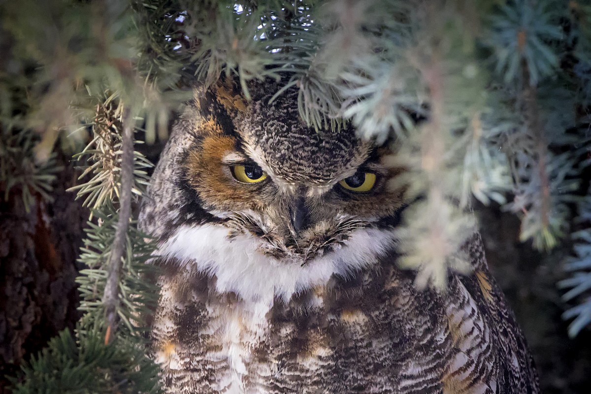 Great Horned Owl - ML506113991