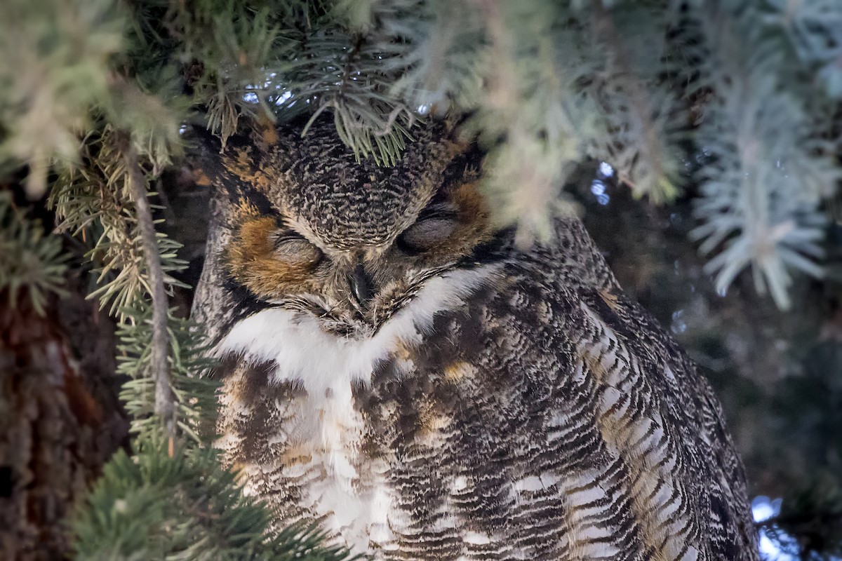 Great Horned Owl - ML506114011