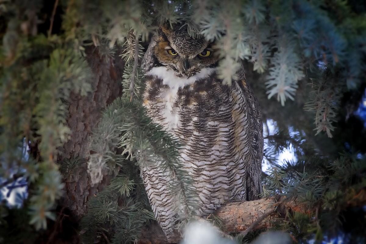 Great Horned Owl - ML506114021